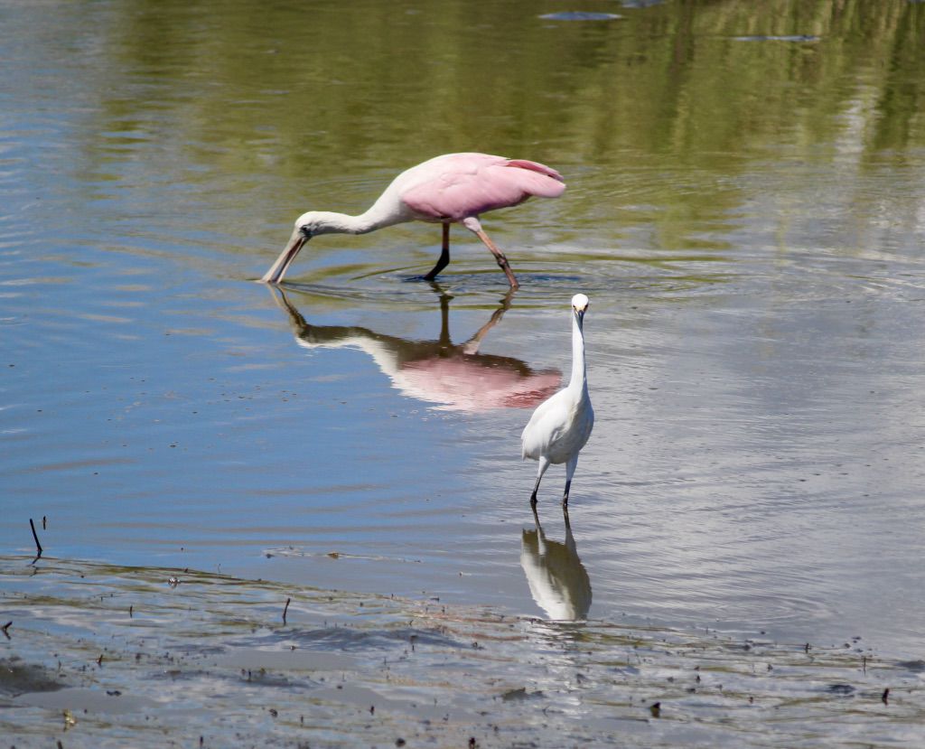 bird